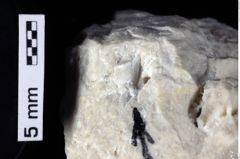 Foto (Detailansicht) von Cyclothyreus sp. (NHMW-GEO-1990-0041-0412)